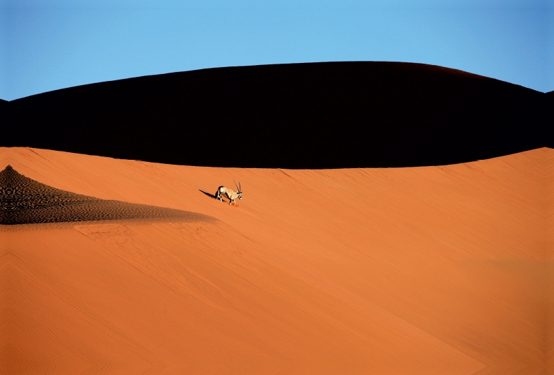 Oryxantilope im Dünenmeer des Sossusvlei