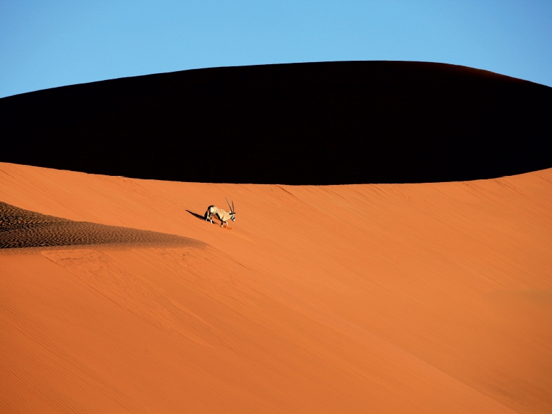 Oryxantilope im Dünenmeer des Sossusvlei