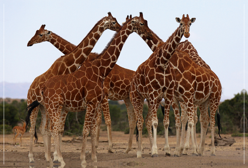 Giraffen – Meeting