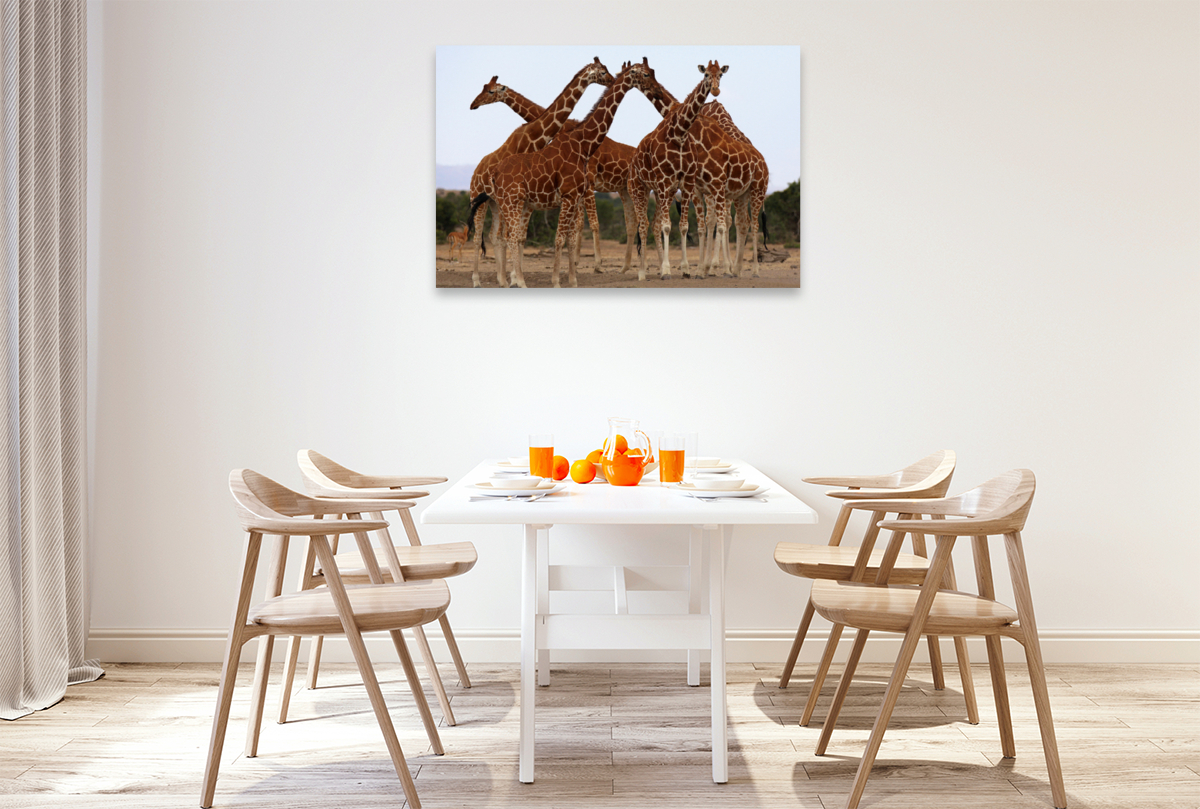 Giraffen – Meeting