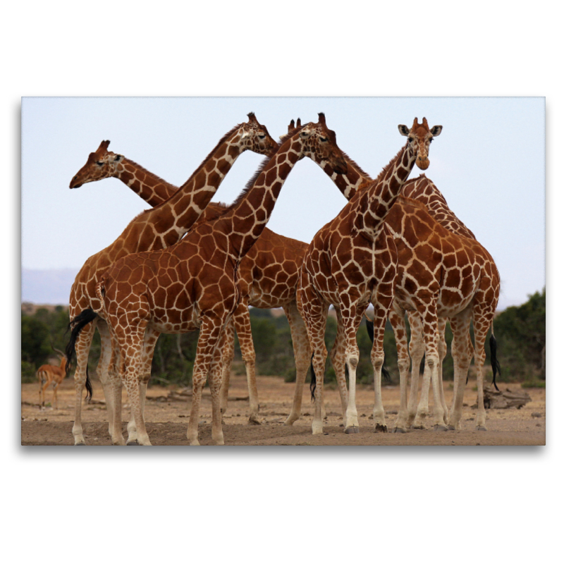 Giraffen – Meeting