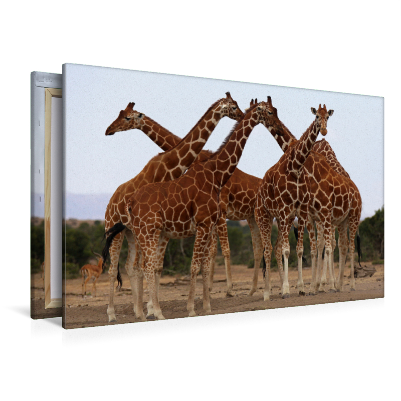 Giraffen – Meeting