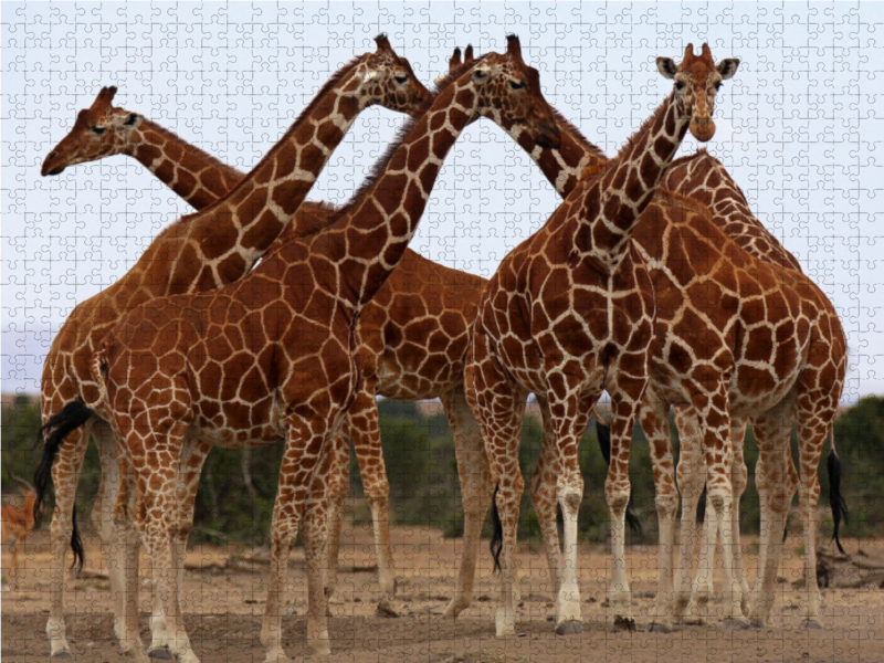 Giraffen – Meeting