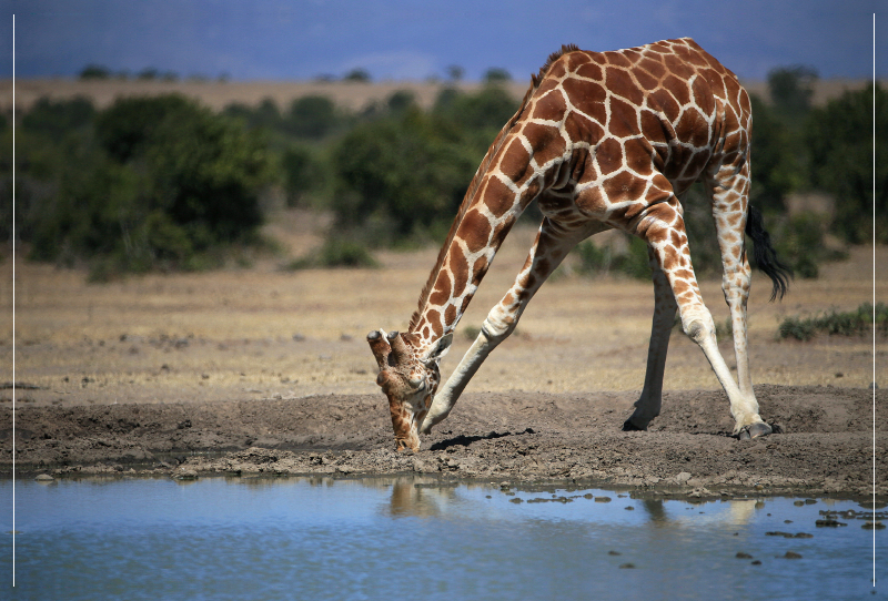 Giraffen – Im Flussbett