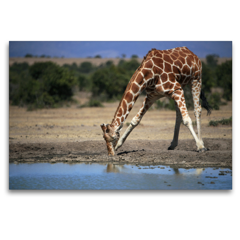 Giraffen – Im Flussbett