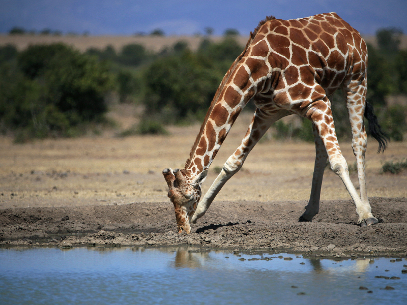 Giraffen – Im Flussbett