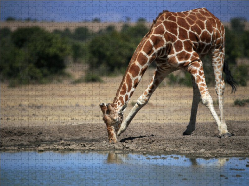 Giraffen – Im Flussbett