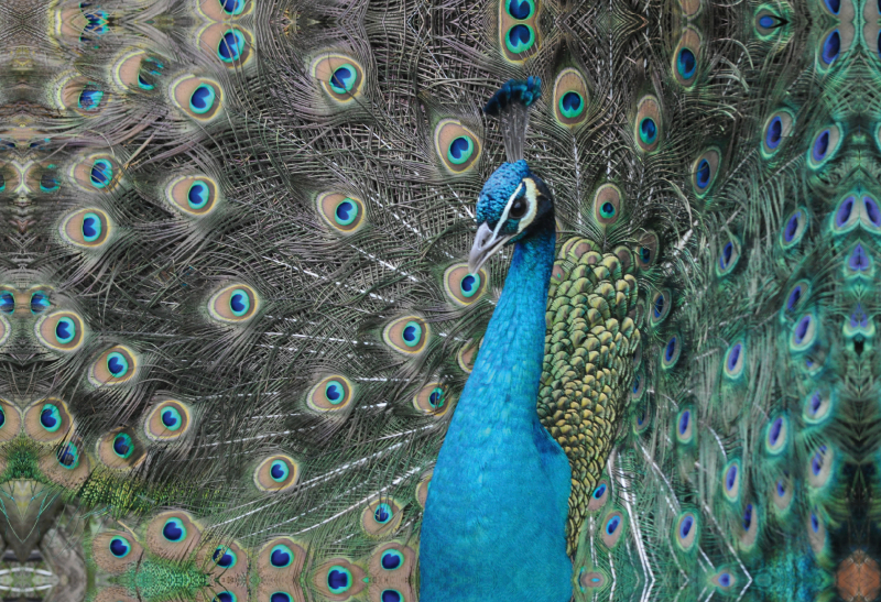 Stolzer Pfau