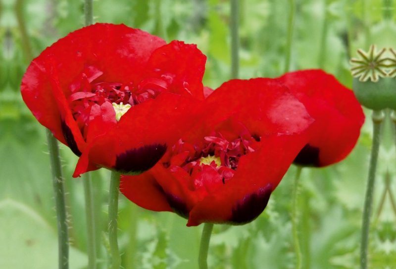 Klatschmohn