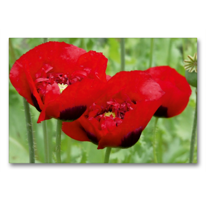 Klatschmohn