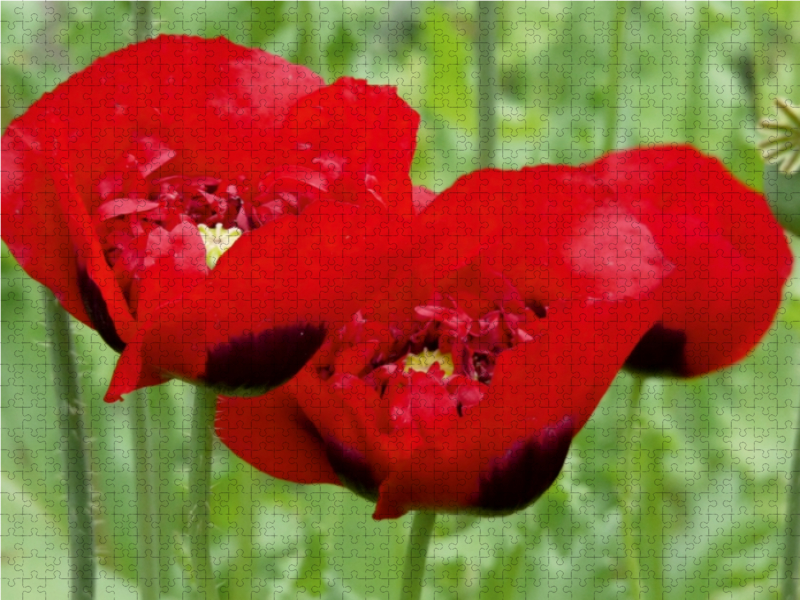 Klatschmohn