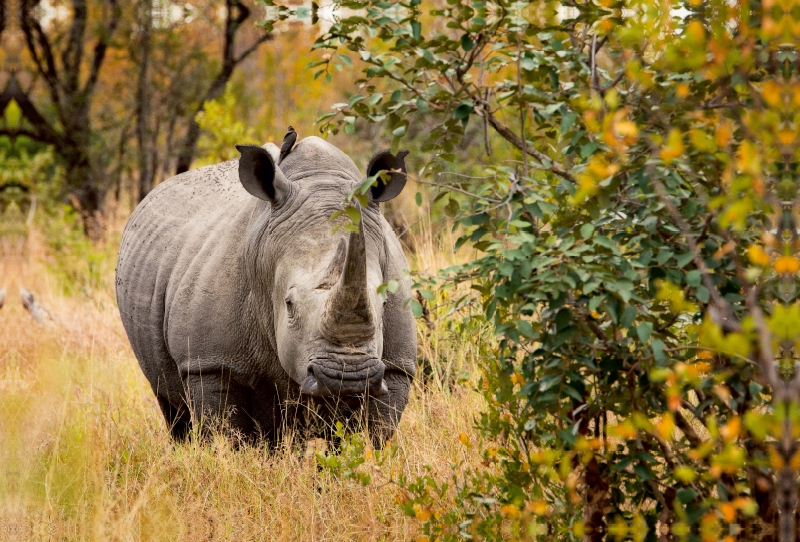 Nashorn in seinem Lebensraum