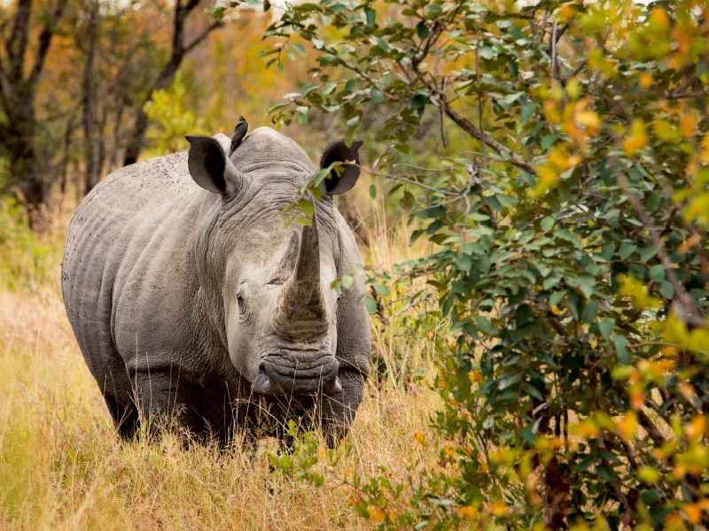 Nashorn in seinem Lebensraum