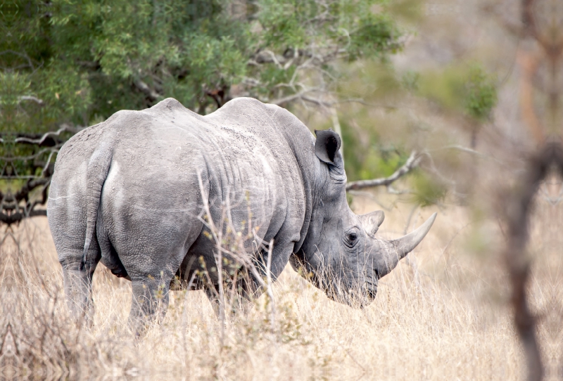 Nashorn auf den Rückzug