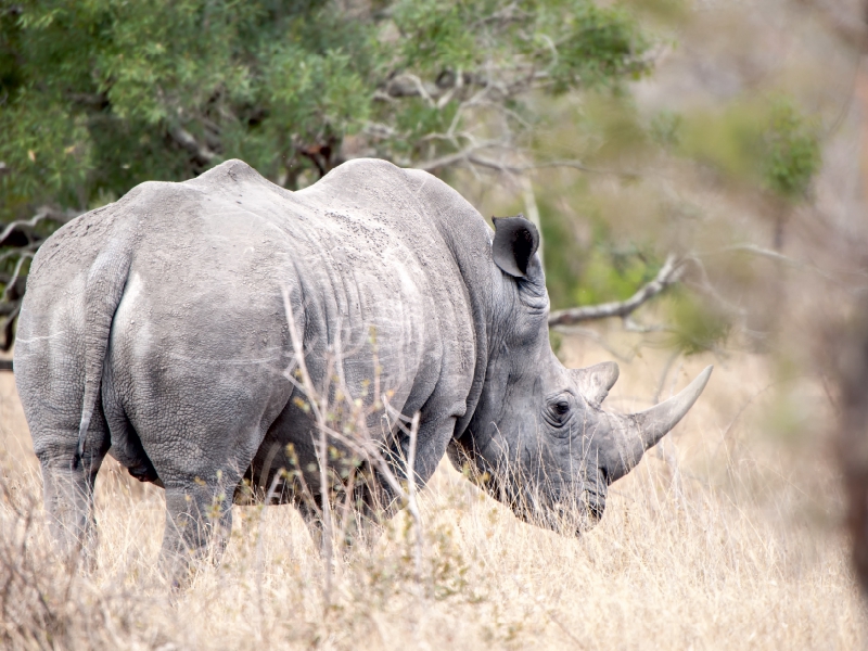 Nashorn auf den Rückzug