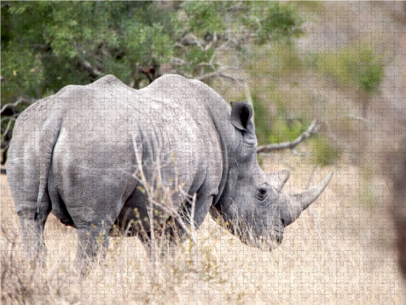 Nashorn auf den Rückzug