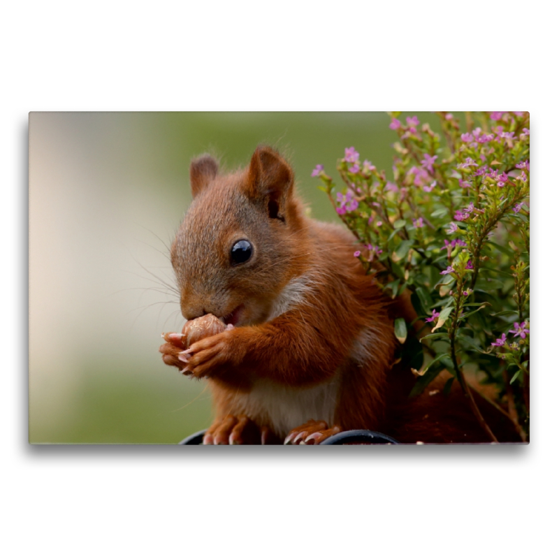 Eichhörnchen Kinder - Strahlende Kinderaugen