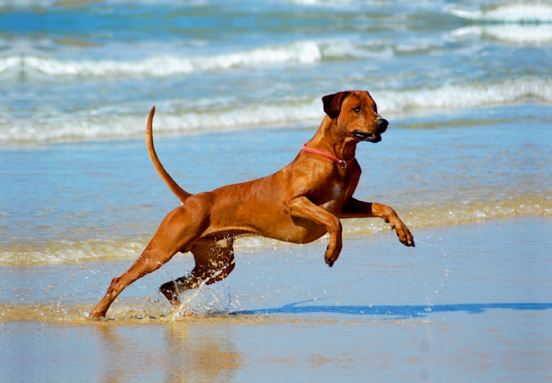 Ein Motiv aus dem Kalender Rhodesian Ridgebacks in Aktion