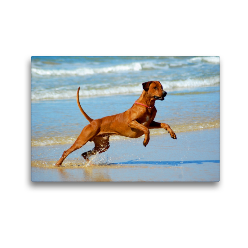 Ein Motiv aus dem Kalender Rhodesian Ridgebacks in Aktion