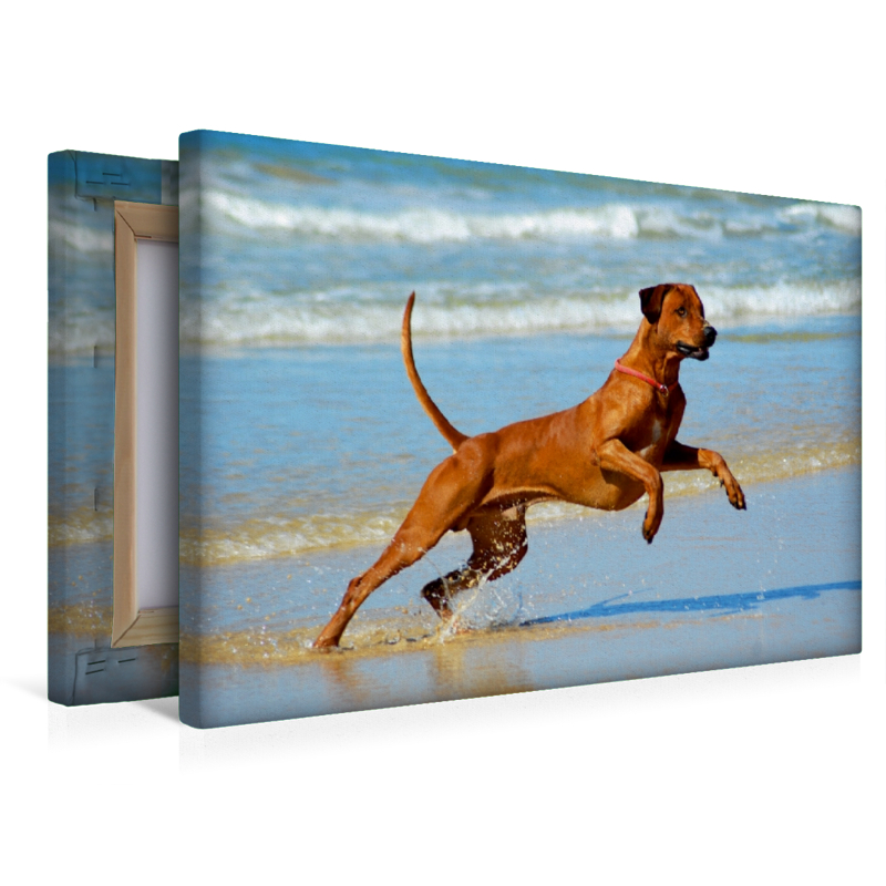 Ein Motiv aus dem Kalender Rhodesian Ridgebacks in Aktion