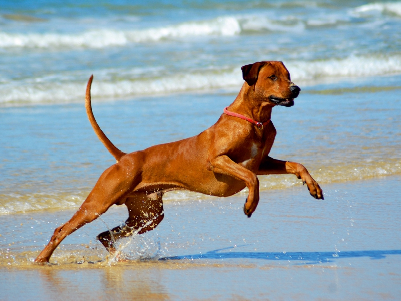 Ein Motiv aus dem Kalender Rhodesian Ridgebacks in Aktion