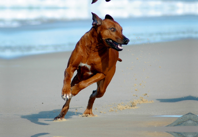 Ein Motiv aus dem Kalender Rhodesian Ridgebacks in Aktion