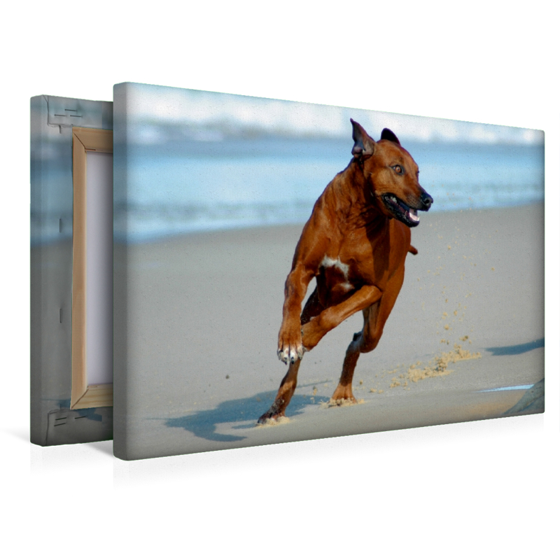 Ein Motiv aus dem Kalender Rhodesian Ridgebacks in Aktion