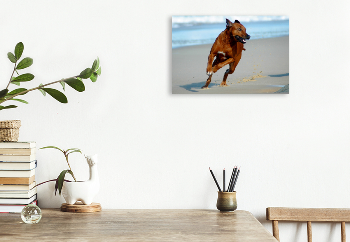 Ein Motiv aus dem Kalender Rhodesian Ridgebacks in Aktion