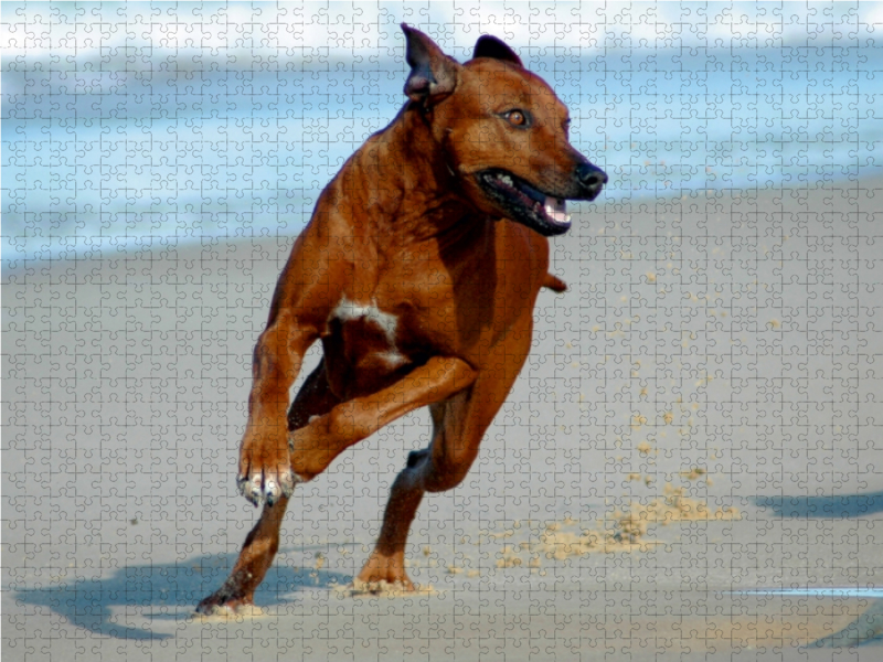 Ein Motiv aus dem Kalender Rhodesian Ridgebacks in Aktion