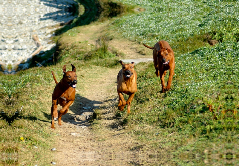 Ein Motiv aus dem Kalender Rhodesian Ridgebacks in Aktion