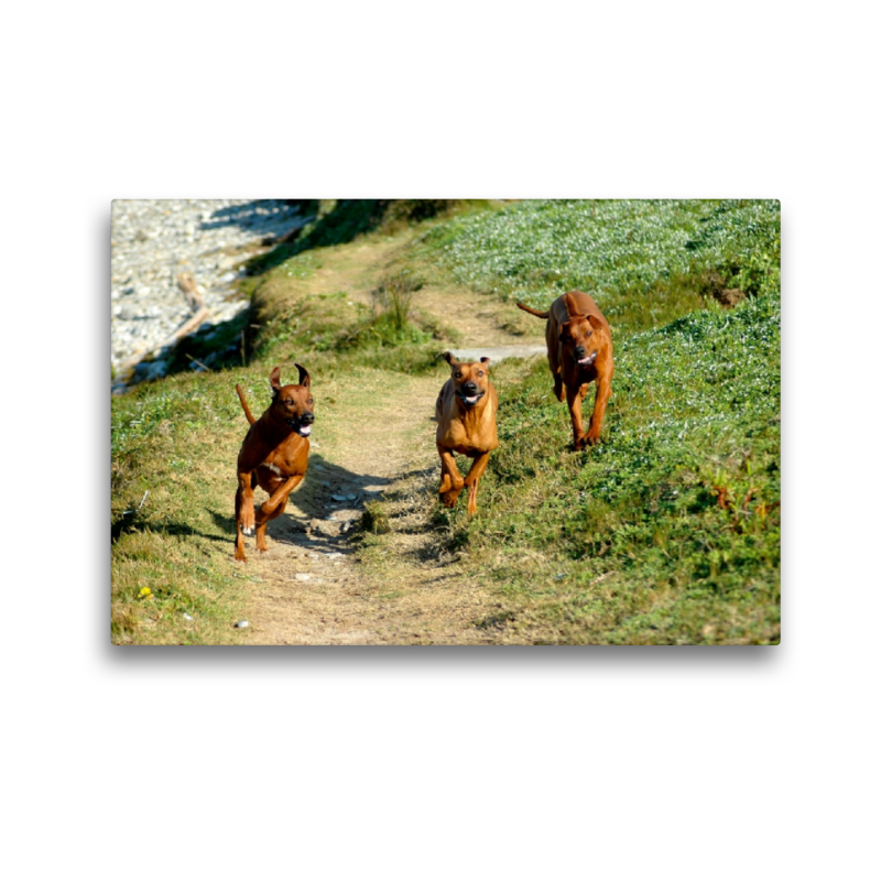 Ein Motiv aus dem Kalender Rhodesian Ridgebacks in Aktion