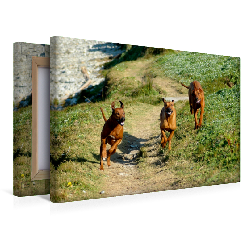 Ein Motiv aus dem Kalender Rhodesian Ridgebacks in Aktion