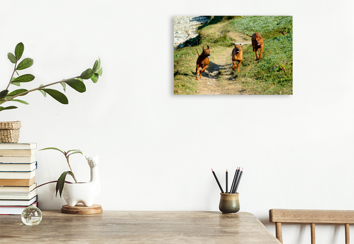 Ein Motiv aus dem Kalender Rhodesian Ridgebacks in Aktion