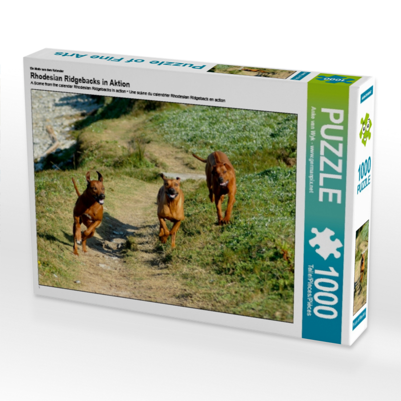 Ein Motiv aus dem Kalender Rhodesian Ridgebacks in Aktion