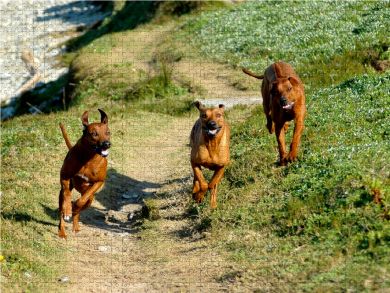 Ein Motiv aus dem Kalender Rhodesian Ridgebacks in Aktion