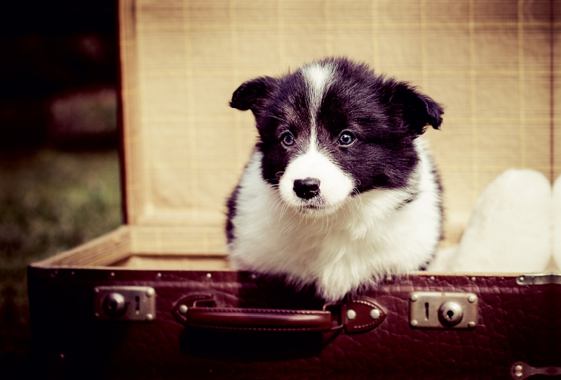 Ein Motiv aus dem Kalender Pfotastische Border Collie Welpen