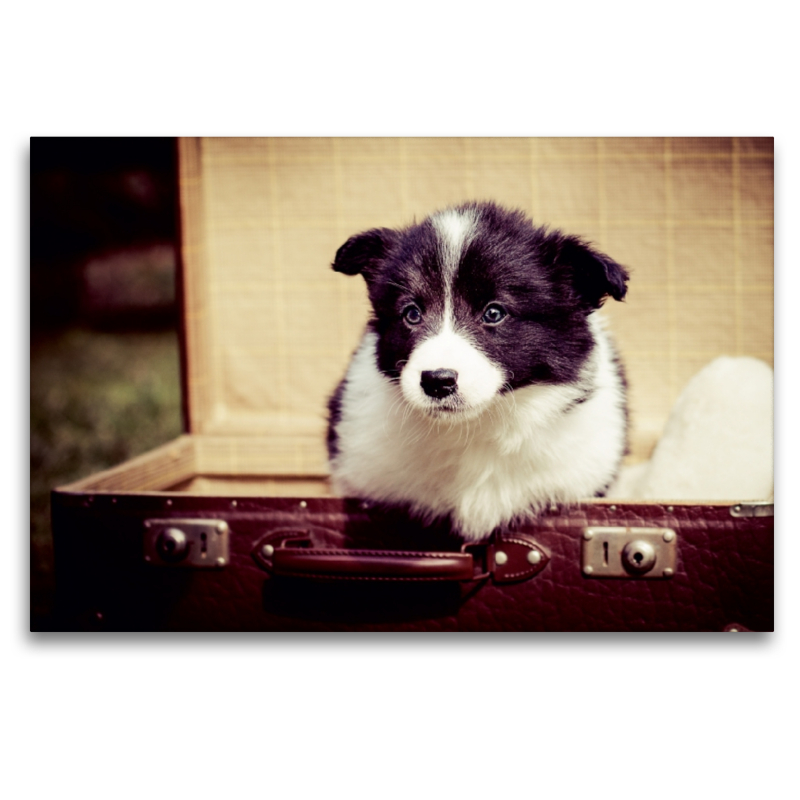 Ein Motiv aus dem Kalender Pfotastische Border Collie Welpen