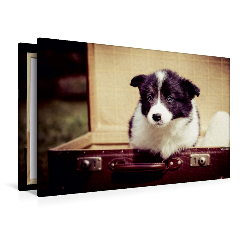 Ein Motiv aus dem Kalender Pfotastische Border Collie Welpen