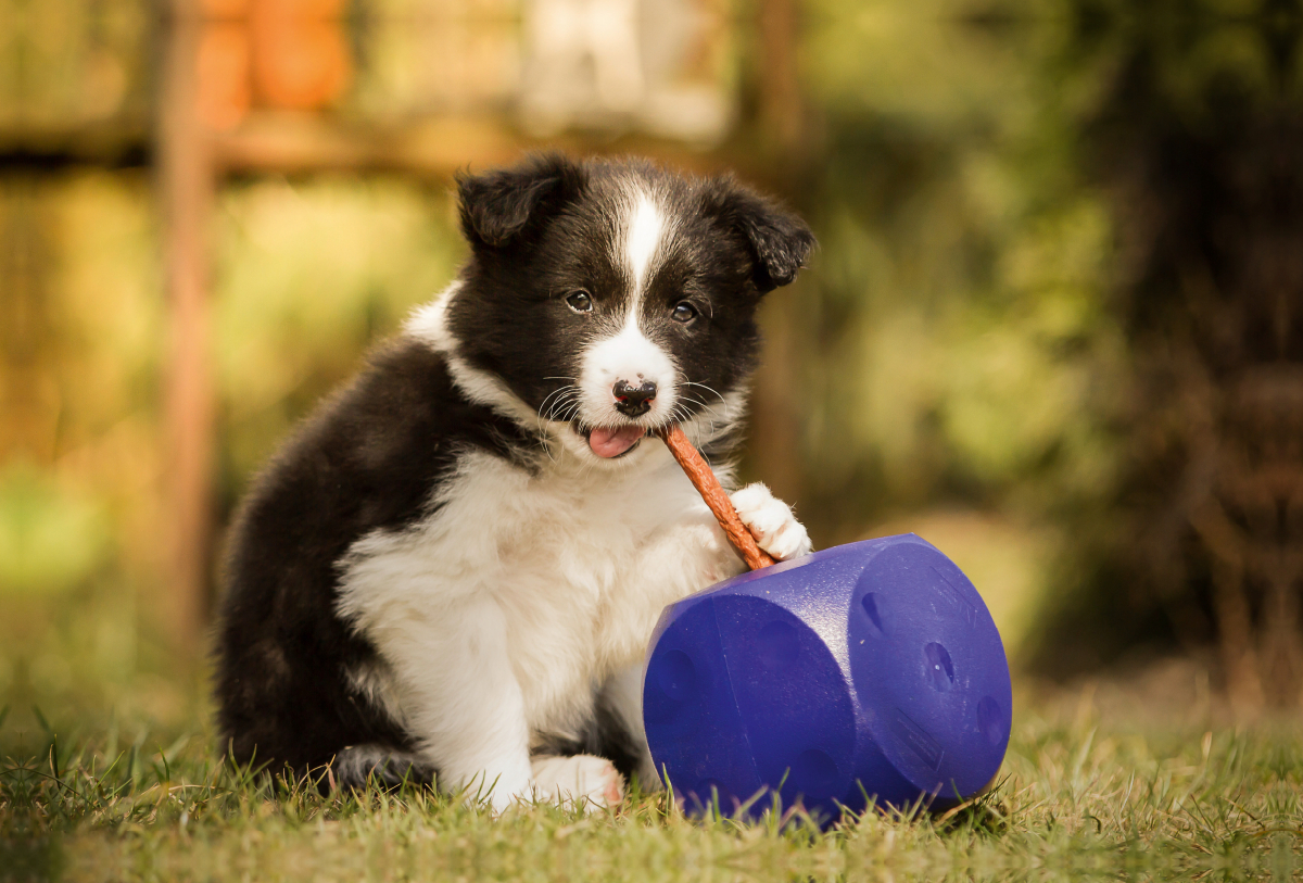 Ein Motiv aus dem Kalender Pfotastische Border Collie Welpen