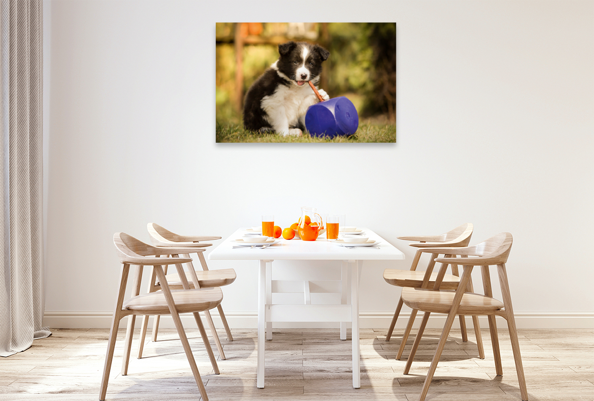 Ein Motiv aus dem Kalender Pfotastische Border Collie Welpen