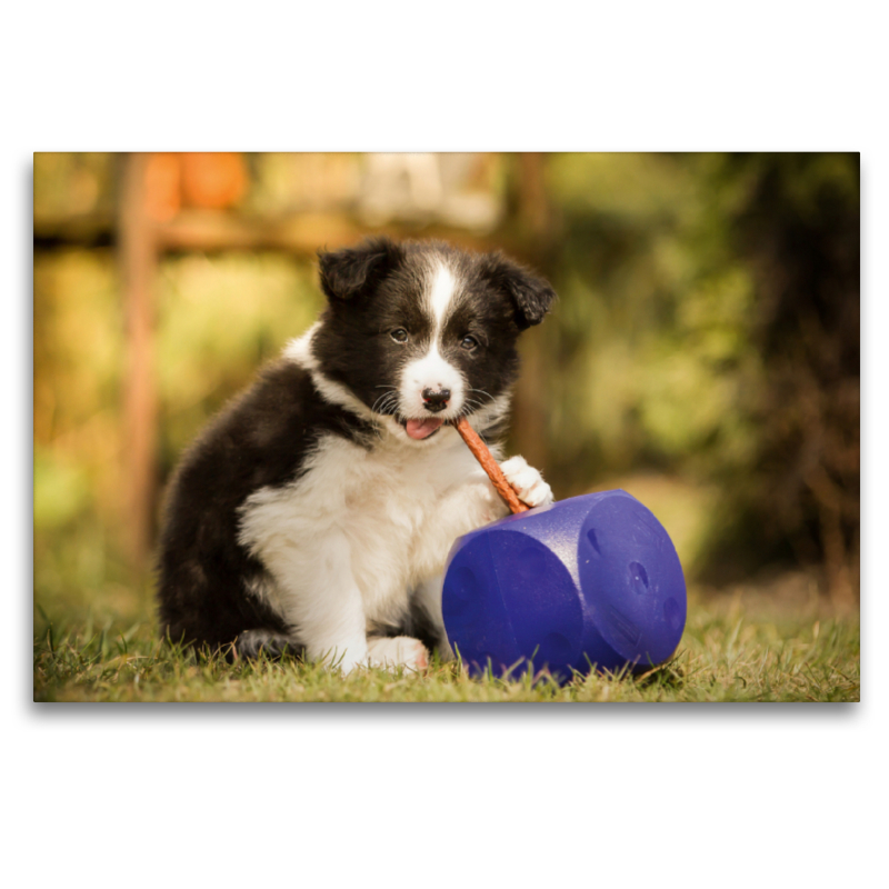 Ein Motiv aus dem Kalender Pfotastische Border Collie Welpen