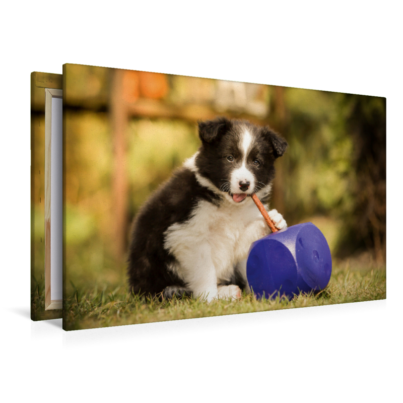 Ein Motiv aus dem Kalender Pfotastische Border Collie Welpen