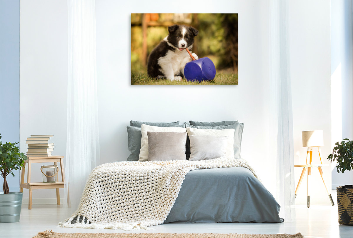 Ein Motiv aus dem Kalender Pfotastische Border Collie Welpen