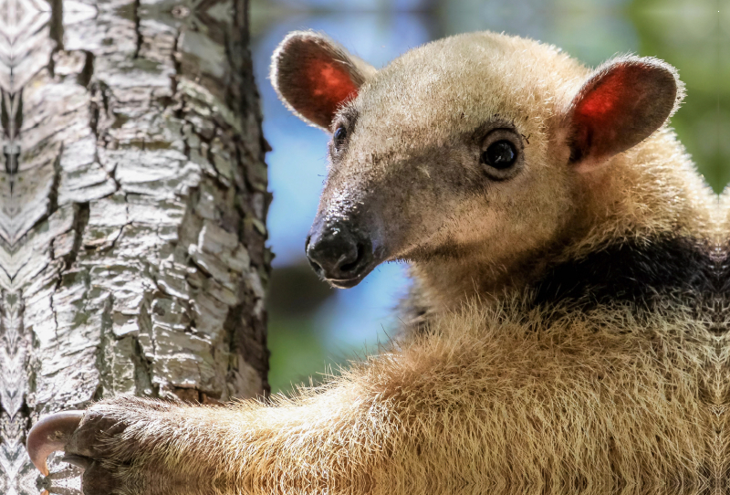 Kleiner Ameisenbär (Tamandua tetradactyla)