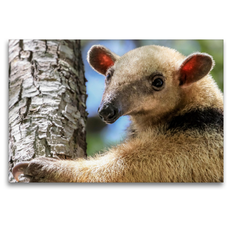 Kleiner Ameisenbär (Tamandua tetradactyla)