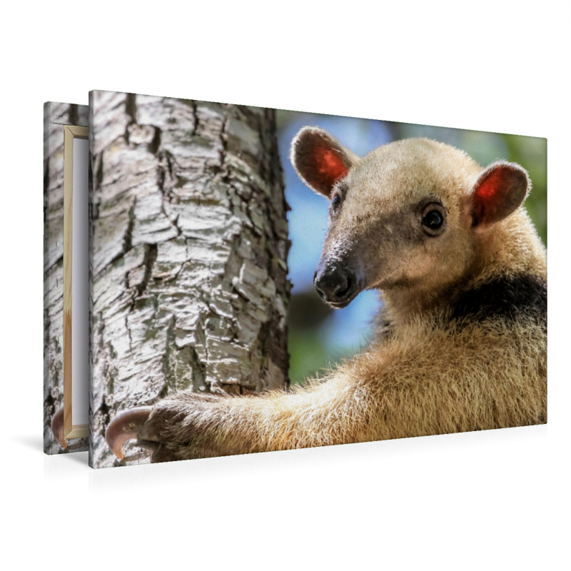 Kleiner Ameisenbär (Tamandua tetradactyla)