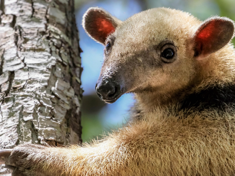 Kleiner Ameisenbär (Tamandua tetradactyla)