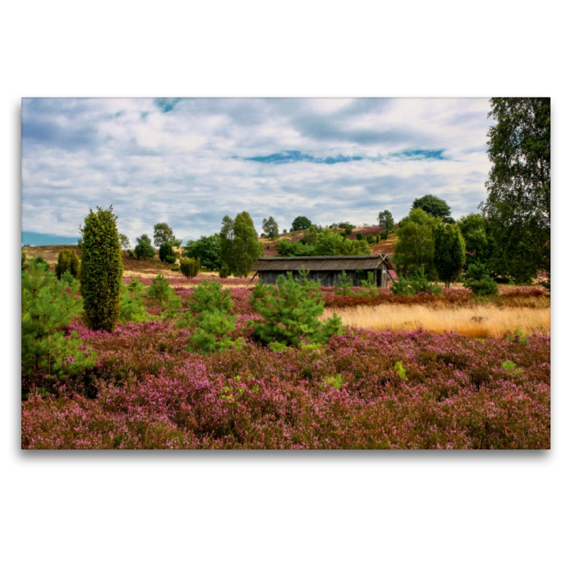 Sonne auf der Heide