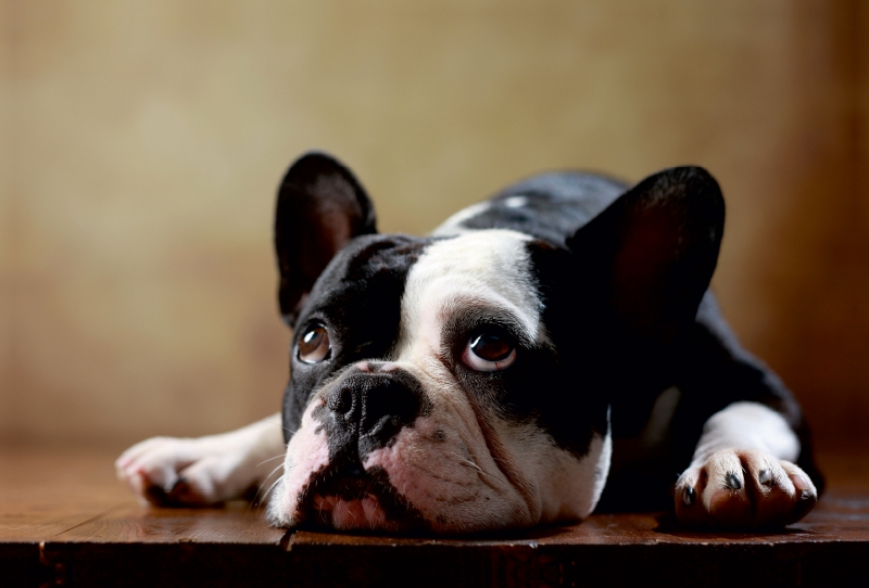 Shahrukh - Französische Bulldogge, 2 Jahre