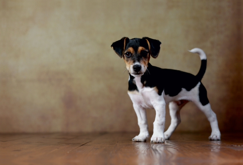 Liu - Jack Russell Terrier, 10 Wochen